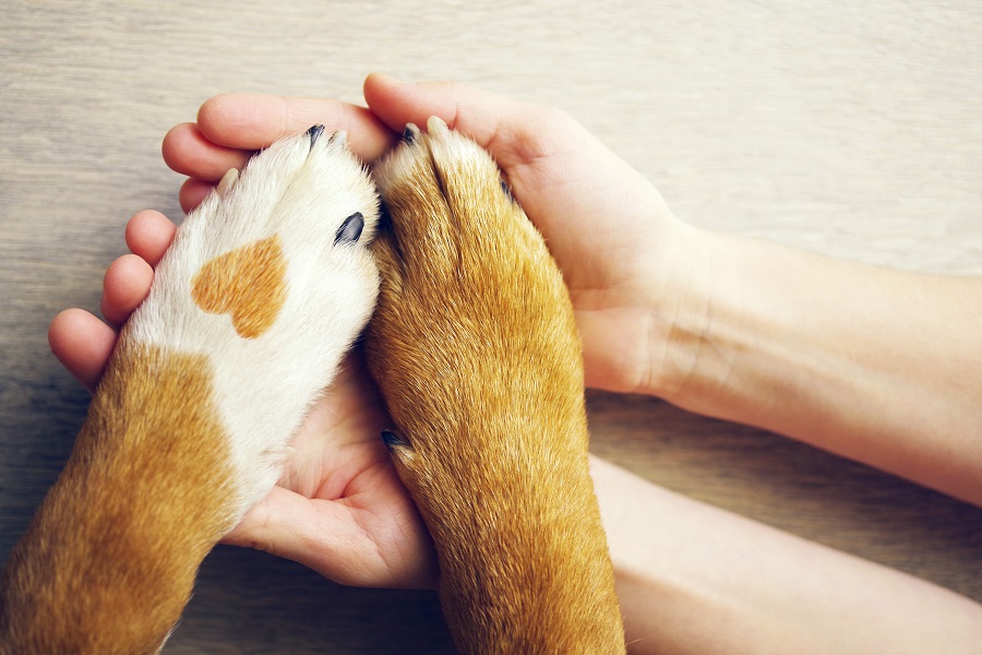 Seguros para mascotas